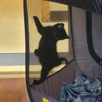 Razz Berry -  Domestic Short Hair Cat for Adoption in Milan, Illinois - Razz Berry | PetCurious