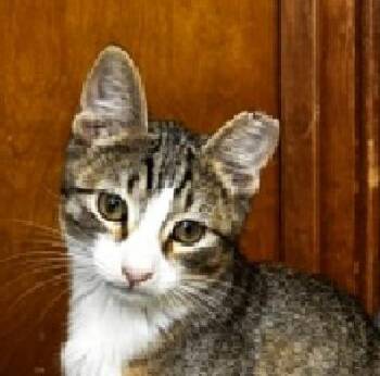 Poppy -  Domestic Short Hair Cat for Adoption in Lafayette, Louisiana - Poppy | PetCurious