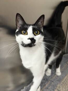 Rescue Domestic Short Hair and Tuxedo Cats for Adoption in Fort Lauderdale, Florida - Josie | PetCurious