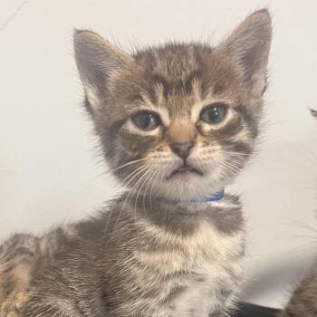 Peeta -  Domestic Short Hair Cat for Adoption in Chicago, Illinois - Peeta | PetCurious