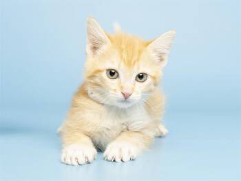 Domestic Short Hair Cats Available for Adoption in Phoenix, Arizona - HONDO | PetCurious