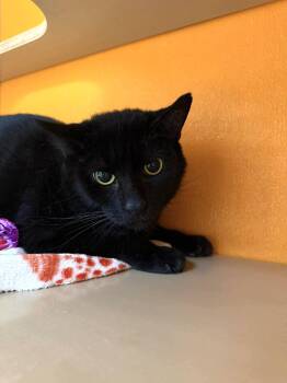 Domestic Short Hair Cats Available for Adoption in Elyria, Ohio - Flint Lockwood | PetCurious