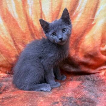 Rescue Domestic Short Hair Cats for Adoption in Jupiter, Florida - Levi | PetCurious