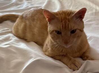 Roger - PSP -  Domestic Short Hair Cat for Adoption in Oakland Park, Florida - Roger - PSP | PetCurious