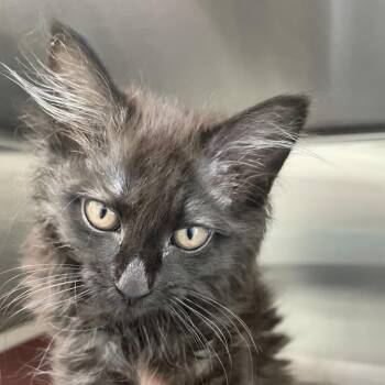 Cookie Crisp -  Domestic Long Hair Cat for Adoption in Enfield, New Hampshire - Cookie Crisp | PetCurious
