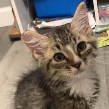 Dash -  American Shorthair Cat for Adoption in Volcano, Hawaii - Dash | PetCurious