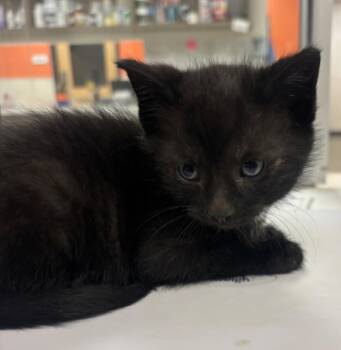 Jack -  Domestic Short Hair Cat for Adoption in Greenfield, Indiana - Jack | PetCurious