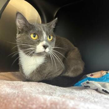 Fallon -  Domestic Short Hair Cat for Adoption in Spokane, Washington - Fallon | PetCurious