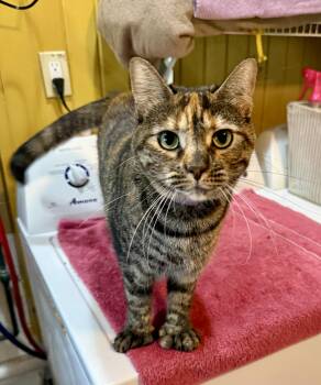 Priscilla -  Domestic Short Hair Cat for Adoption in Ashland, Ohio - Priscilla | PetCurious