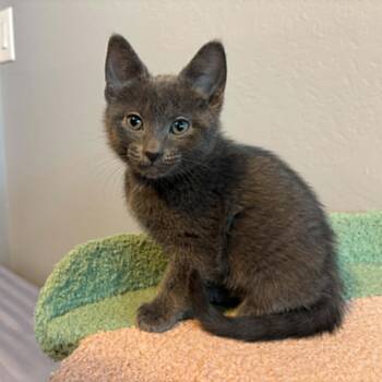 Domestic Short Hair and Russian Blue Cats Available for Adoption in Antioch, California - Mango | PetCurious