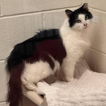 Domestic Medium Hair Cats Available for Adoption in Rocky Mount, Virginia - Prince | PetCurious