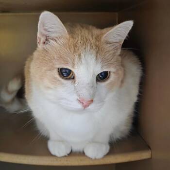 Domestic Medium Hair and Domestic Short Hair Cats Available for Adoption in Madisonville, Kentucky - Singri | PetCurious