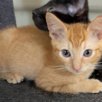 Chance -Stray-13134 -  Domestic Short Hair Cat for Adoption in Volcano, Hawaii - Chance -Stray-13134 | PetCurious