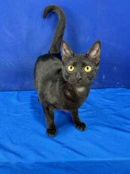 American Shorthair Cats Available for Adoption - Mini Van | PetCurious