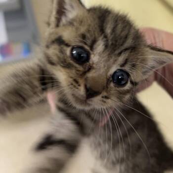 Stray - Dirgie Mine Rd -  Domestic Short Hair Cat for Adoption in Roxboro, North Carolina - Stray - Dirgie Mine Rd | PetCurious