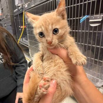 Tangie-C -  Domestic Short Hair Cat for Adoption in East St. Louis, Illinois - Tangie-C | PetCurious