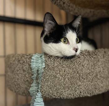 Domestic Short Hair Cats Available for Adoption - Annie | PetCurious