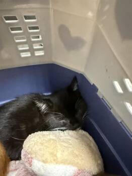 DEVINE -  Domestic Short Hair Cat for Adoption in Stockton, California - DEVINE | PetCurious