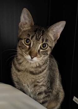 Wendy -  Domestic Short Hair Cat for Adoption in Weatherford, Texas - Wendy | PetCurious