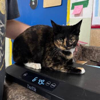 Domestic Short Hair Cats Available for Adoption in Eureka Springs, Arkansas - Loretta | PetCurious