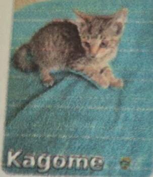 Kagome -  Domestic Short Hair Cat for Adoption in Pittsboro, North Carolina - Kagome | PetCurious
