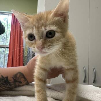 STRIPE -  Domestic Short Hair Cat for Adoption in Kyle, Texas - STRIPE | PetCurious