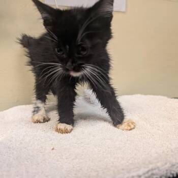 Bacon -  Domestic Short Hair Cat for Adoption in Pasadena, California - Bacon | PetCurious