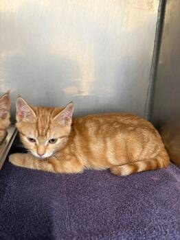 Garfunkle -  Domestic Short Hair Cat for Adoption in Providence Forge, Virginia - Garfunkle | PetCurious