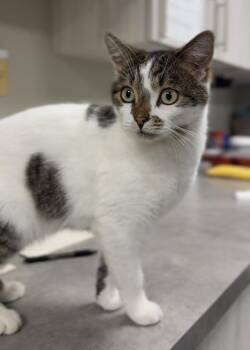 Paver -  Domestic Short Hair Cat for Adoption in Bemidji, Minnesota - Paver | PetCurious