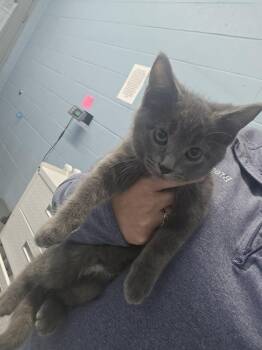 Loki -  Domestic Short Hair Cat for Adoption in Evansville, Indiana - Loki | PetCurious