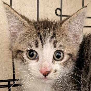 Sherlock (C000-284) - Chino Hills Location -  Domestic Short Hair Cat for Adoption in Chino Hills, California - Sherlock (C000-284) - Chino Hills Location | PetCurious
