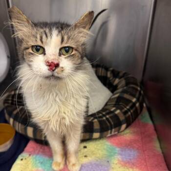 Knotty Neil -  Domestic Medium Hair Cat for Adoption in Los Angeles, California - Knotty Neil | PetCurious