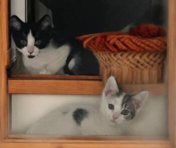 Tabby Cats Available for Adoption - Capri, Paris, Corfu & Sahara | PetCurious