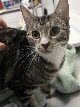Dixie -  Domestic Short Hair Cat for Adoption in West Chester, Pennsylvania - Dixie | PetCurious