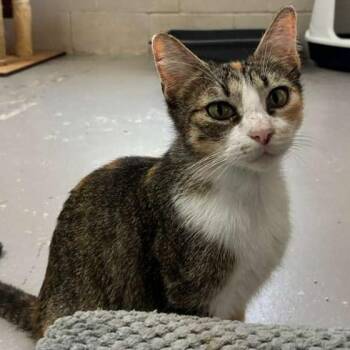 Kathy -  Domestic Short Hair Cat Available for Adoption in Laredo, Texas - Kathy | PetCurious