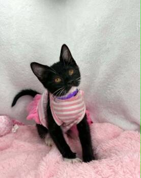 Angel -  Domestic Short Hair Cat Available for Adoption in Tavares, Florida - Angel | PetCurious