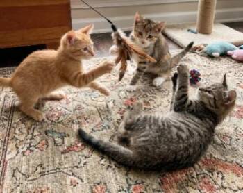 King, Aldi, and Tony -  American Shorthair Cat for Adoption in Union City, New Jersey - King, Aldi, And Tony | PetCurious