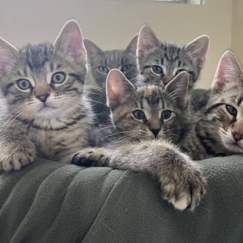 Fettuccini -  Domestic Short Hair Cat Available for Adoption in Bloomington, Illinois - Fettuccini | PetCurious