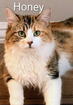 Honey - Rancho Cucamonga PetSmart -  Domestic Medium Hair Cat for Adoption in Yorba Linda, California - Honey - Rancho Cucamonga PetSmart | PetCurious