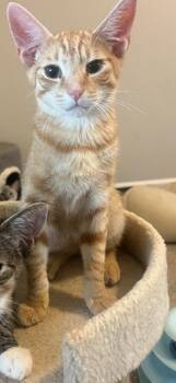 Fettuccine -  Tabby Cat for Adoption in San Juan Capistrano, California - Fettuccine | PetCurious