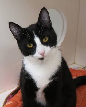 Rescue Domestic Short Hair Cats for Adoption in Fishers, Indiana - Mittens | PetCurious