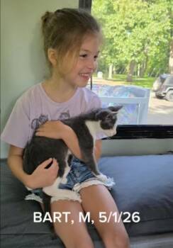Bart -  Domestic Short Hair Cat for Adoption in Shrewsbury, Massachusetts - Bart | PetCurious