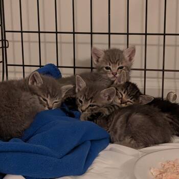 Domestic Medium Hair Cats Available for Adoption in Park City, Utah - Egg Roll | PetCurious