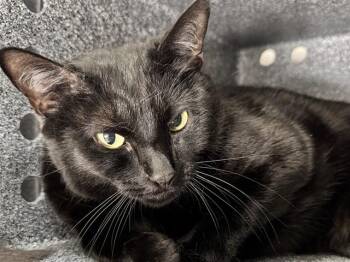 PEYTON -  Domestic Short Hair Cat Available for Adoption in Pueblo, Colorado - PEYTON | PetCurious