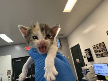 A1926953 -  Domestic Short Hair Cat for Adoption in Thousand Palms, California - A1926953 | PetCurious