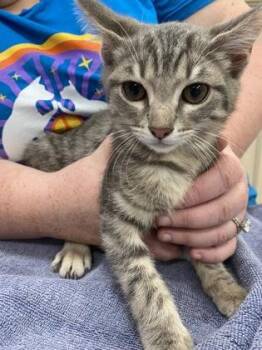 April -  Domestic Short Hair Cat for Adoption in Fishers, Indiana - April | PetCurious