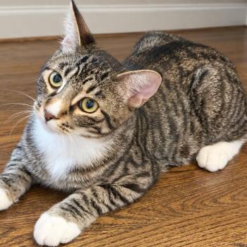 Alfie -  Domestic Short Hair Cat for Adoption in Pleasanton, California - Alfie | PetCurious