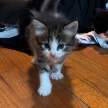 Domestic Medium Hair Cats Available for Adoption in Long Beach, California - Bambi | PetCurious