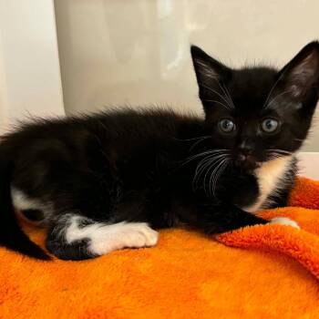 Sawyer -  Domestic Short Hair Cat for Adoption in Cumming, Georgia - Sawyer | PetCurious