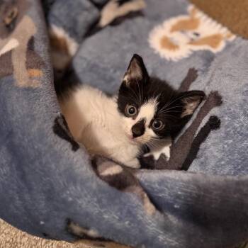 Fletcher -  Domestic Short Hair Cat for Adoption in Newark, New Jersey - Fletcher | PetCurious